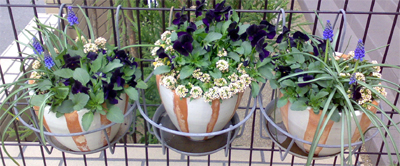 ヴィオラ・ブラックオパール三人ムスメ。