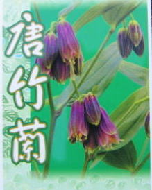 唐竹蘭、タグ。