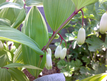ナルコユリ開花。