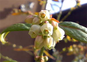 本日のシャープブルー。