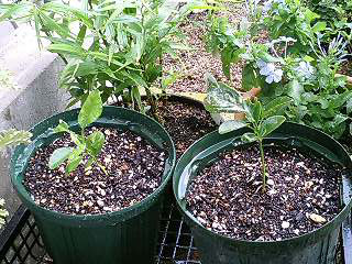 はっさくorぶんたん