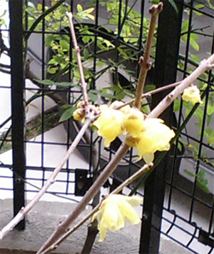 ロウバイ開花。