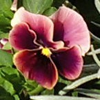 名も無きヴィオラ。