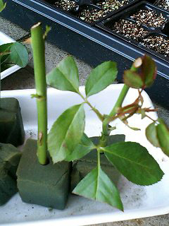 薔薇挿し木からシュート。