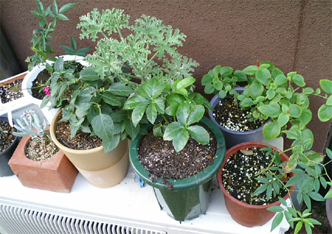 室外機上は特等席。