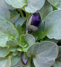 もう咲く・・・のか？