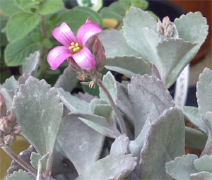 カランコエ・プミラ