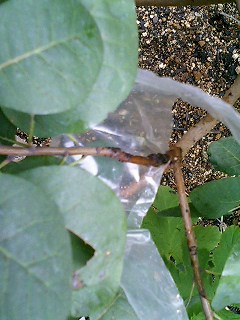 スモークツリー取り木部分チェック。