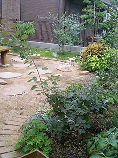 スモークツリー。にょきっ。