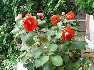 カリフォルニアローズフィエスタ