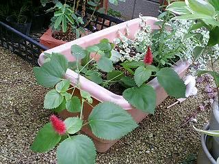 キャットテイル。