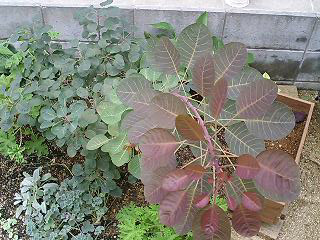 スモークツリー。色合いが好き。