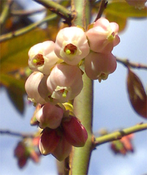 本日の下ナメ画像、サンシャインブルー。