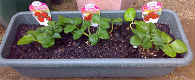 いちごのコンテナ。