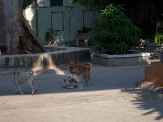 境内でじゃれる犬たち