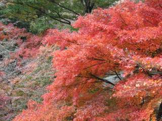 東山公園1