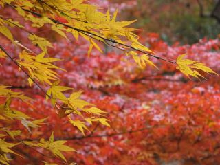 東山公園2