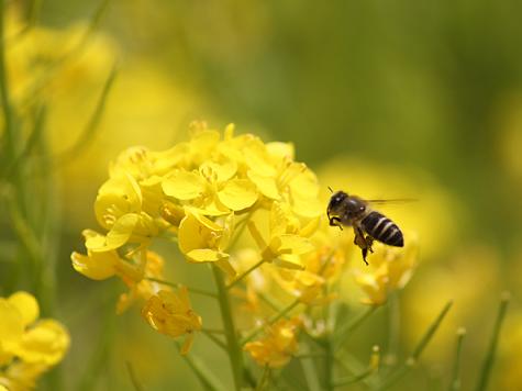 菜の花.jpg