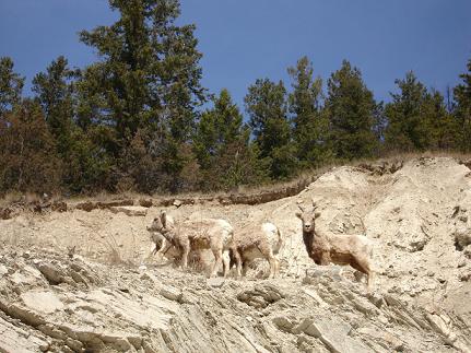 鹿の山登り3.jpg