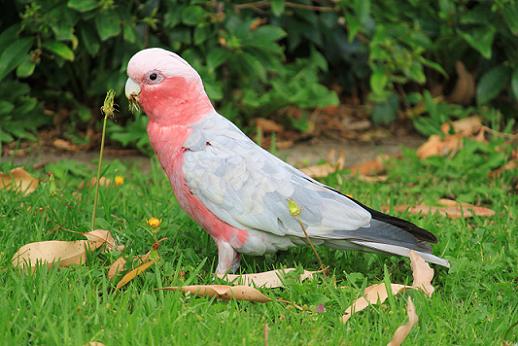 モモイロインコ（野生）.jpg