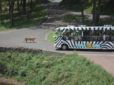 ２０１０多摩動物公園ライオン園