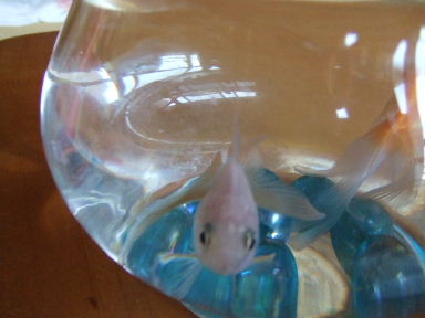 金魚さん２