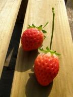 イチゴ１