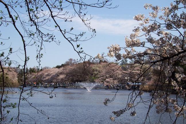 井の頭桜