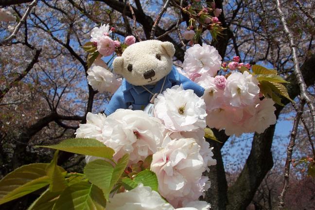 八重桜