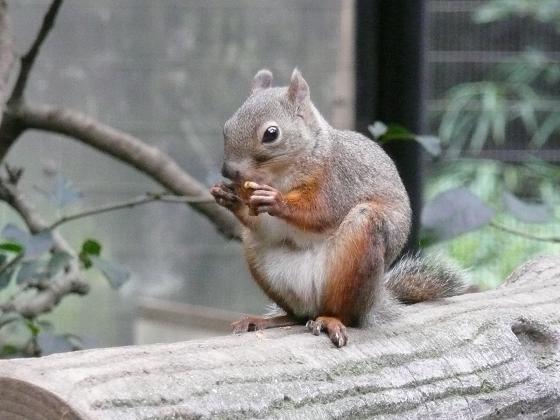 食いしん坊リスくん