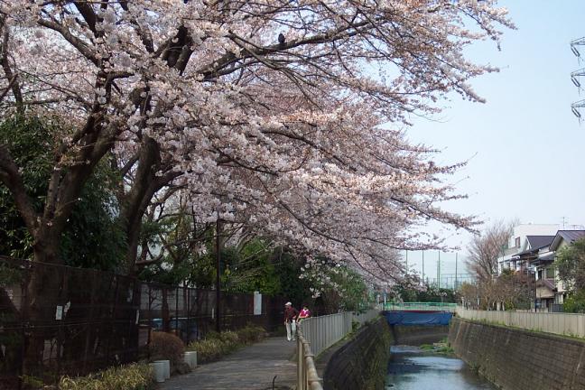 神田川の桜