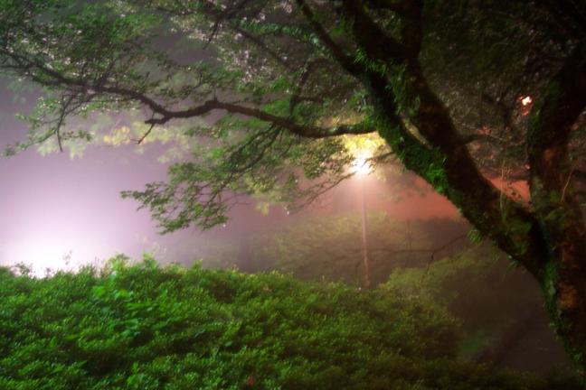 幻想的な霧の風景