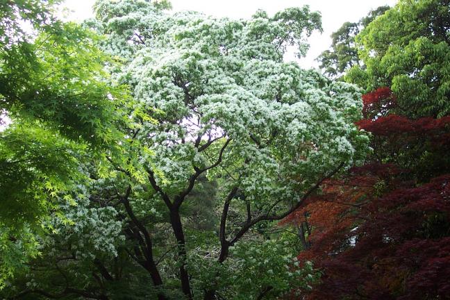 神代植物園