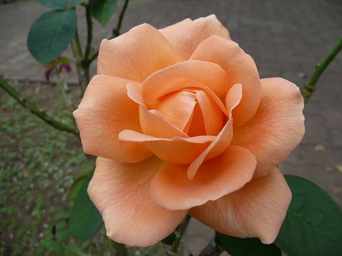 オレンジのバラ