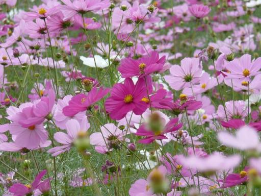 コスモス畑