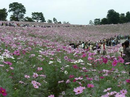 コスモスの丘