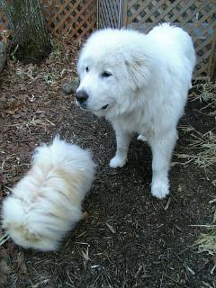 ぽめもこ200703062