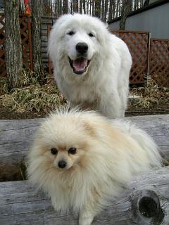 ぽめもこ200703063