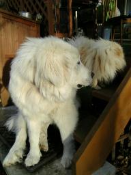 ぽめもこ200703069