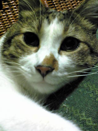 neko02.jpg