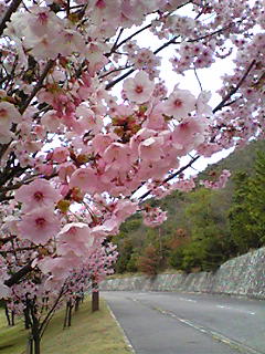 sakura