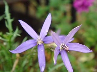 DSC00095.jpg