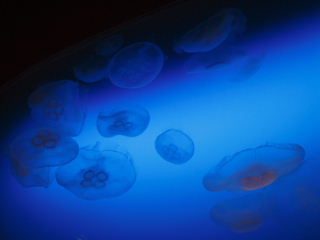IMG_4576.JPG