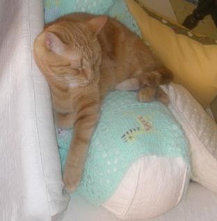 Sleepy Cookie (２)