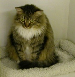 ミニチュア・メインクーン