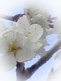 ume