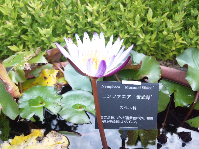 牧野植物園 026.jpg