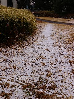 ちょっぴり雪も積もる。