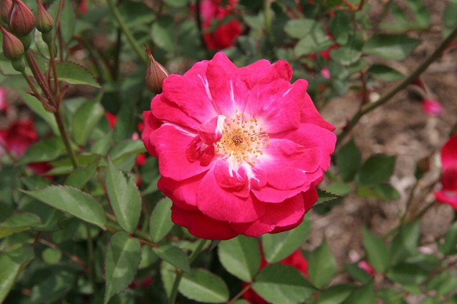 fabubea