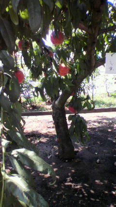20100824ウエストの桃の木.jpg